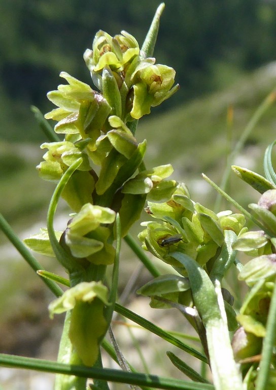 Gramignola alpina (chamorchis alpina (L.)) Passo Rolle 2015 (9).JPG