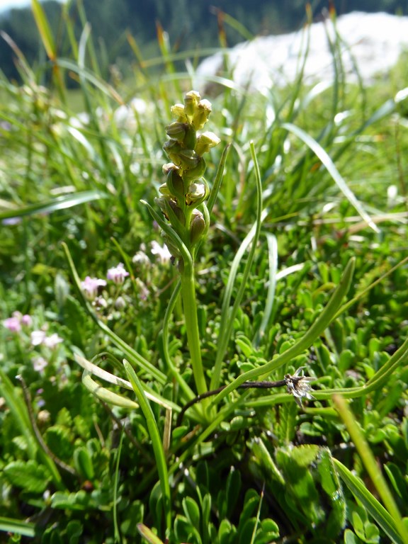 Gramignola alpina (chamorchis alpina (L.)) Passo Rolle 2015 (7).JPG