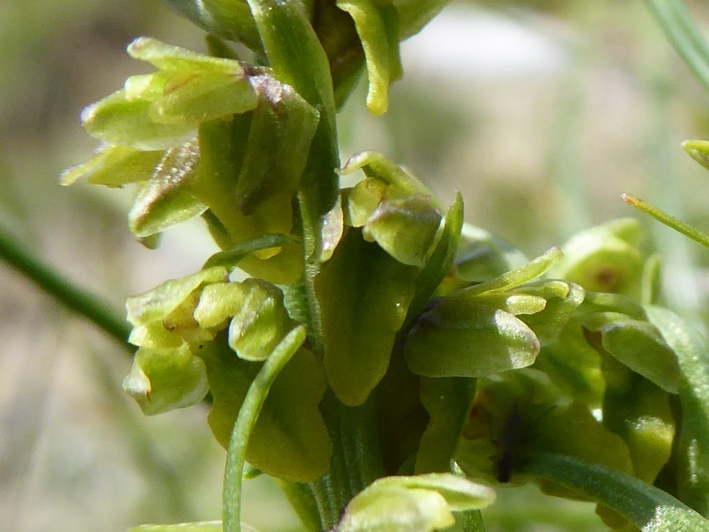 Gramignola alpina (chamorchis alpina (L.)) Passo Rolle 2015 (6).JPG