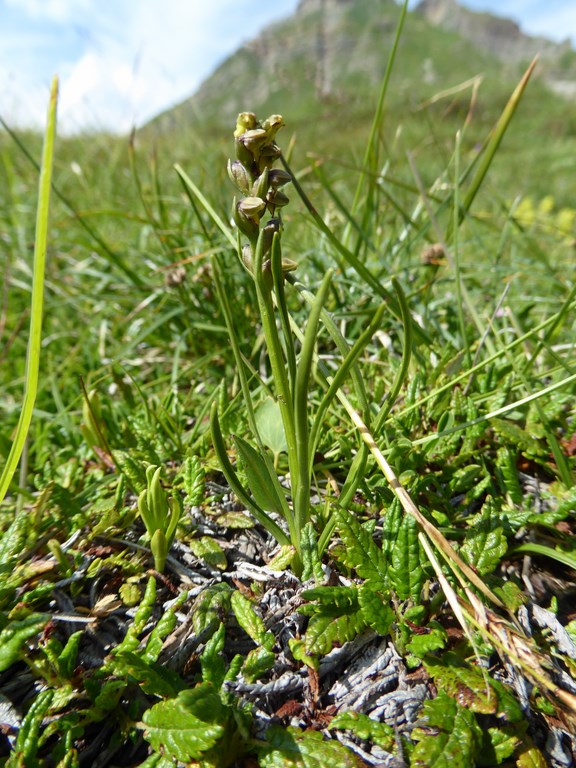 Gramignola alpina (chamorchis alpina (L.)) Passo Rolle 2015 (11).JPG
