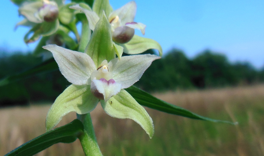 Epipactis.JPG