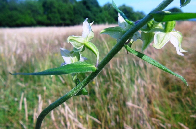 Epipactis hellebo (3).JPG