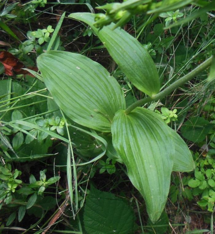 Epipactis helleb (6).JPG