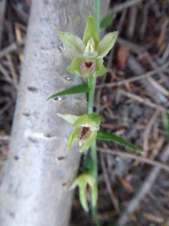 Elleborina gracile (epipactis persica sub. gracilis ) Luviero Monteacuto 2014 (1).JPG