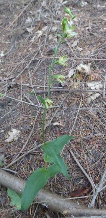 Elleborina gracile (epipactis persica sub. gracilis ) Luviero Monteacuto 2014 (2).JPG