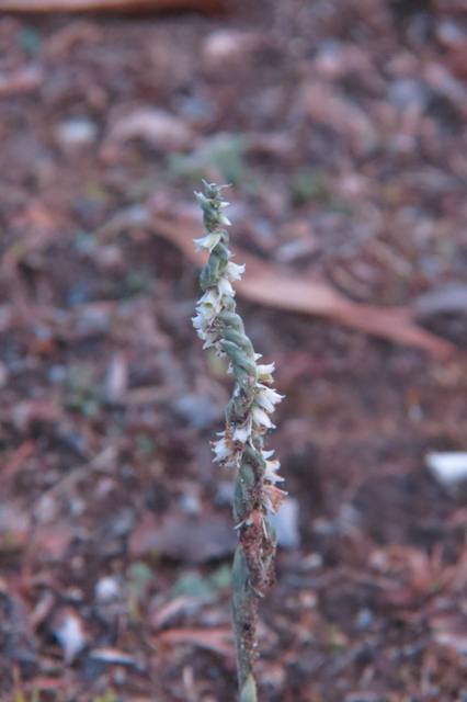 Spiranthes spiralis Montagna Ganzaria (5).jpg