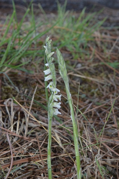 spiranthes spiralis 1.jpg