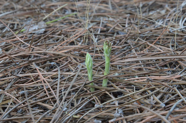 spiranthes loc le serre.jpg