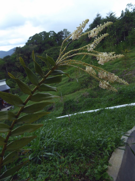 Mount Kinabalu Borneo Malese 2015 (11).JPG