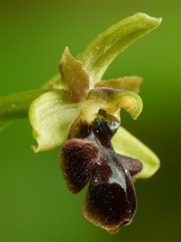 Oph. spheg. s.l. val Graveglia Ge P1280331.JPG