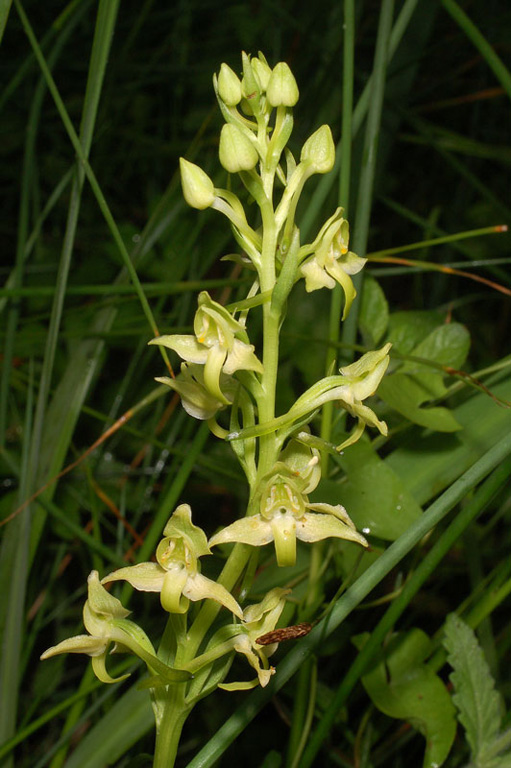 Platanthera algeriensis (2).jpg