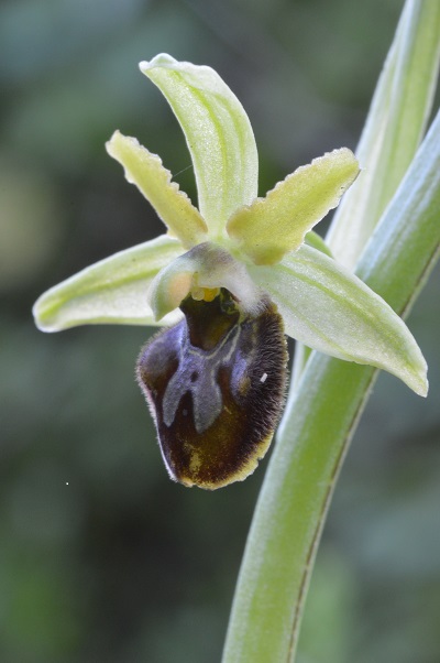 ophrys 2.jpg