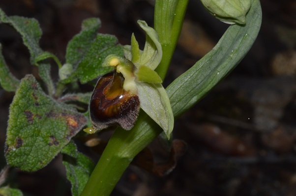 O.crabronifera virescens.jpg