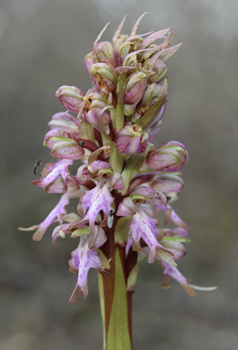 Himantoglossum robertianum 2.jpg