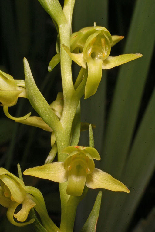 Platanthera algeriensis (3).jpg