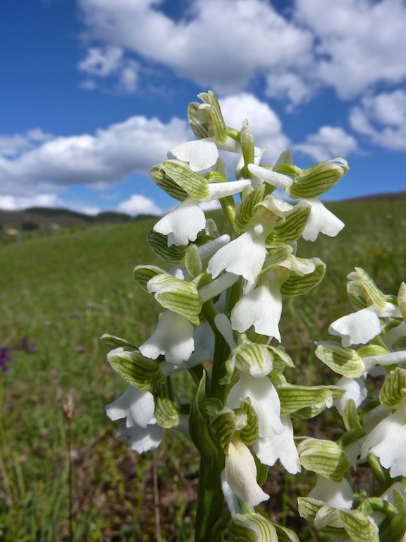 ANACAMPTIS MORIO; BIANCA 8 copia (1) 2.jpg