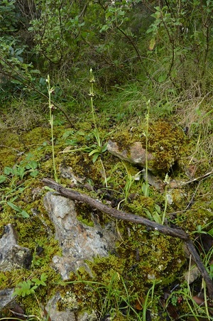 gruppo ophrys campese.jpg