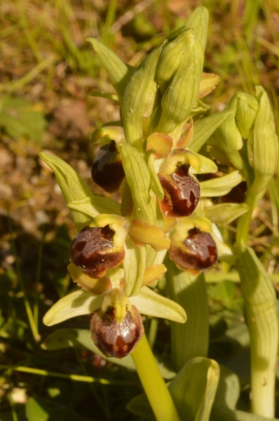 ophrys radice.jpg