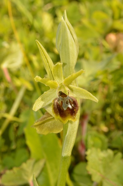 ophrys scopeto.jpg