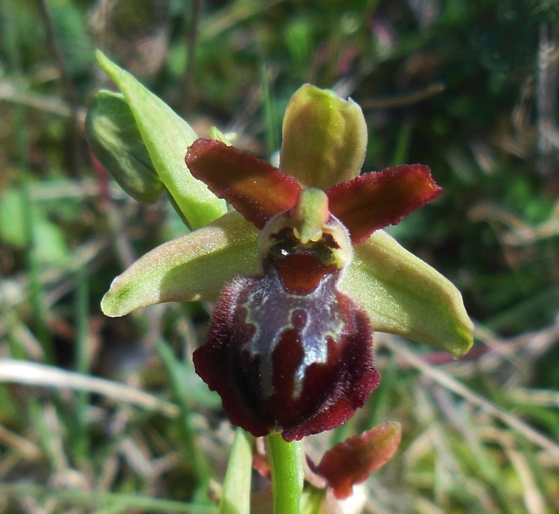 Ophrys sphegodes a Cerreto (6).jpg