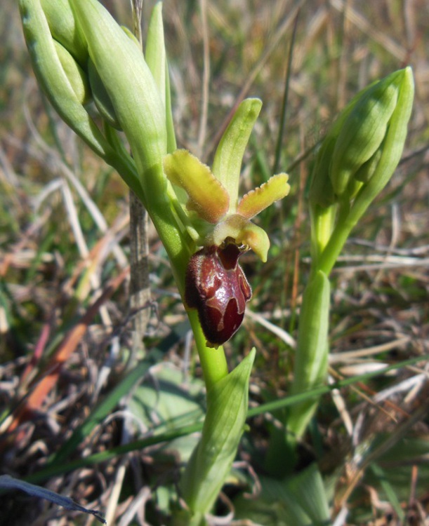 Ophrys sphegodes     -.jpg