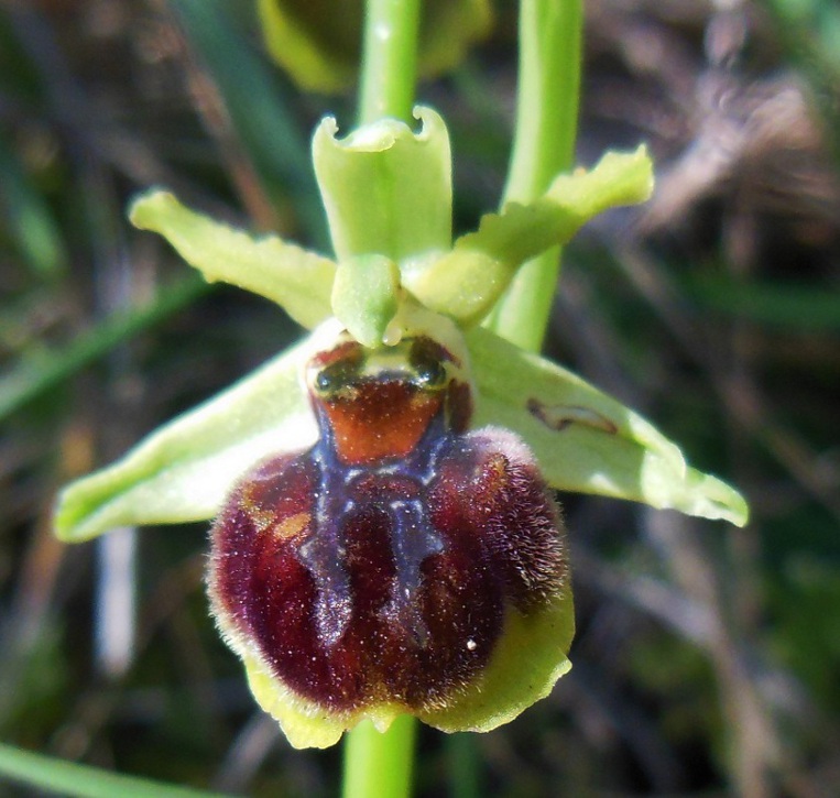 Ophrys sphegodes .. (1).jpg