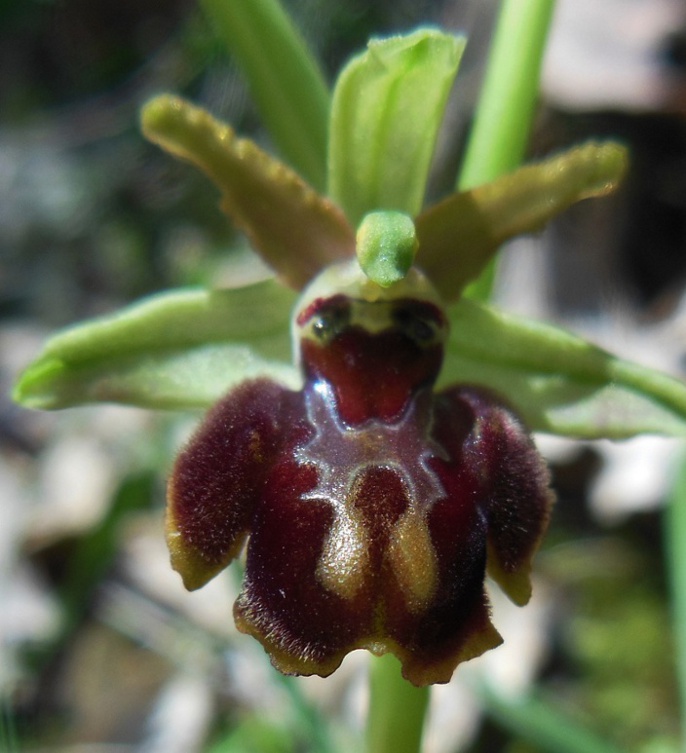 Ophrys sphegodes .. (3).jpg