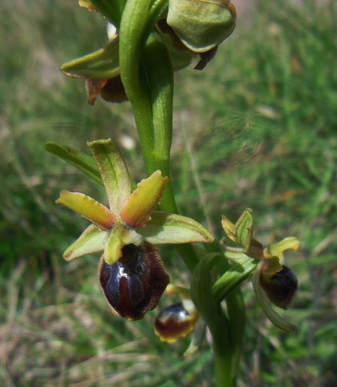 Ophrys sphegodes a Cerreto.jpg