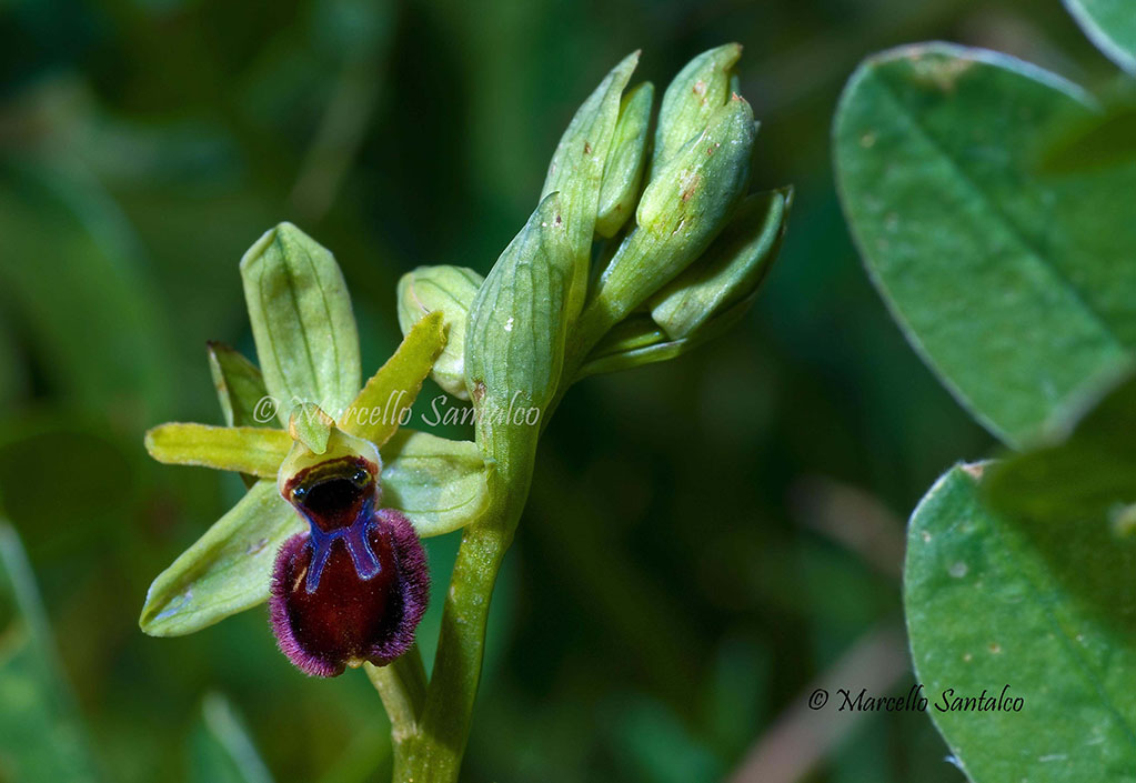 Ophrys blu Giros.jpg