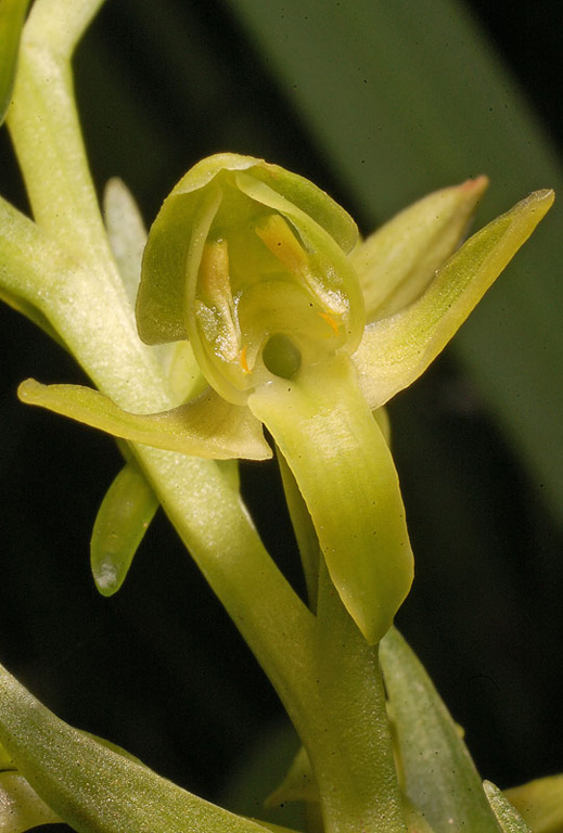 Platanthera algeriensis (5).jpg