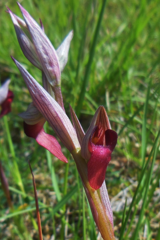 Serapias x todaroi Tin. (Serapias lingua x Serapias parviflora).jpg