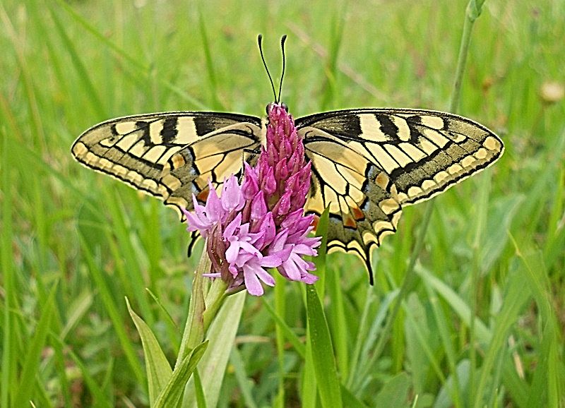 C,nuovo 270416 2.JPG