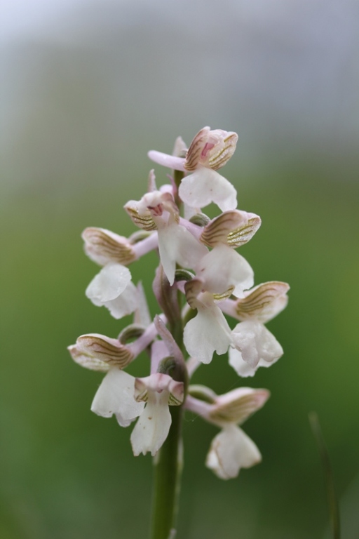 Anacamptis morio.JPG