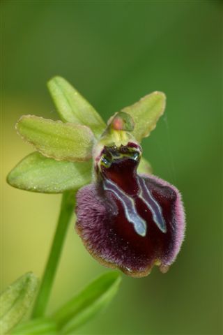 Oph. gravinen. Ba...JPG