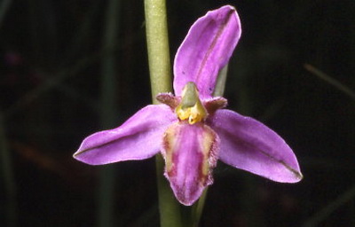 ophrys apifera var.tilaventina portogruaro 24 5 97 s.151 d.25.jpg