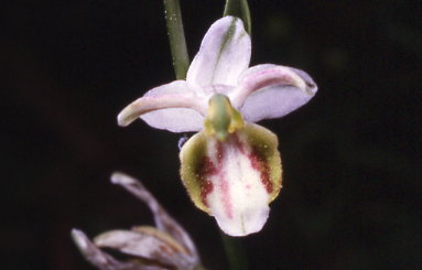 ophrys apifera di cervia 31 5 97 s.151 d.47.jpg