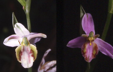 ophrys apifera di cervia e tilaventina portogruaro 31 5 97 s.152 d.1.jpg.jpg