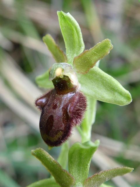 Ophrys ID b.jpg