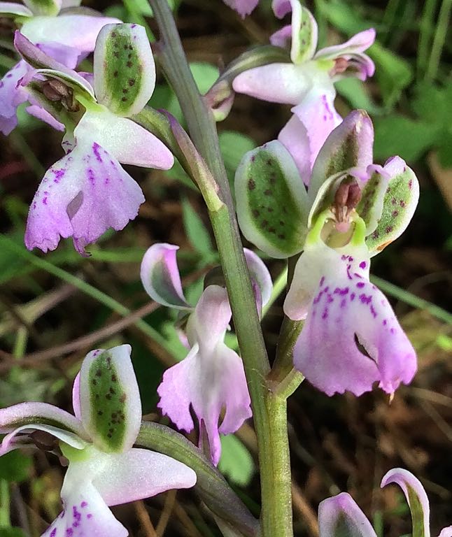 Orchis patens - 94 Kb.jpg