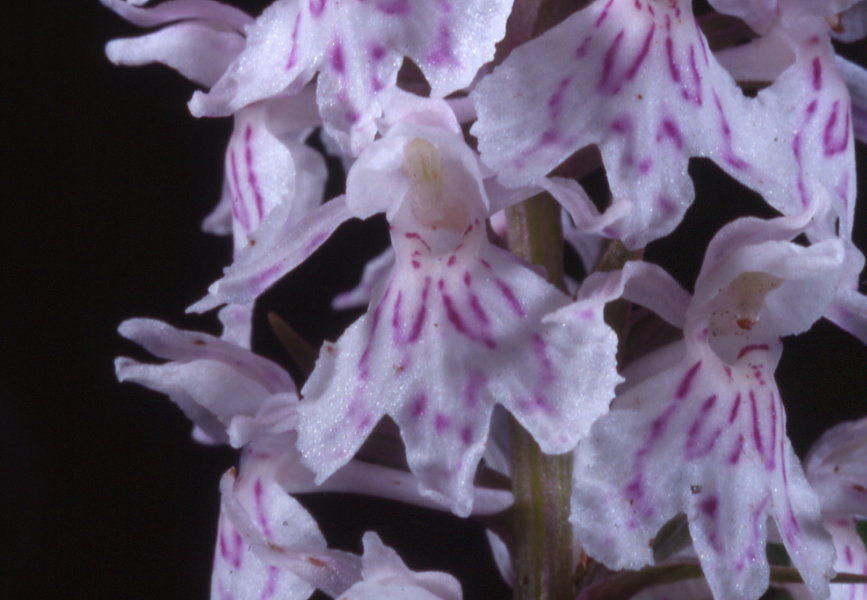 dactylorhiza fuchsii box 1 c.01 d.33 v.24 p.47.jpg