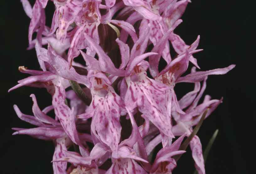 dactylorhiza maculata box 4 c.4 d.35 v.24 p.45_1.jpg