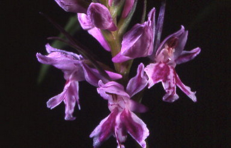 dactyloriza fuchsii var.saccifera box 2 c.2 d.37.jpg