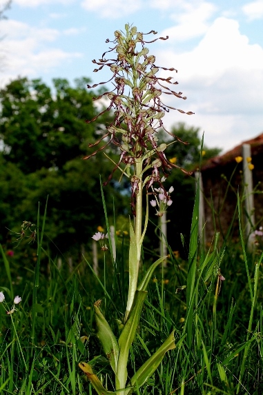 Himantoglossum adriaticum 1774.JPG