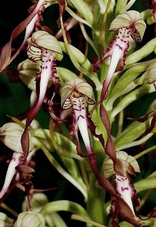 Himantoglossum adriaticum 1655 - Copia.JPG