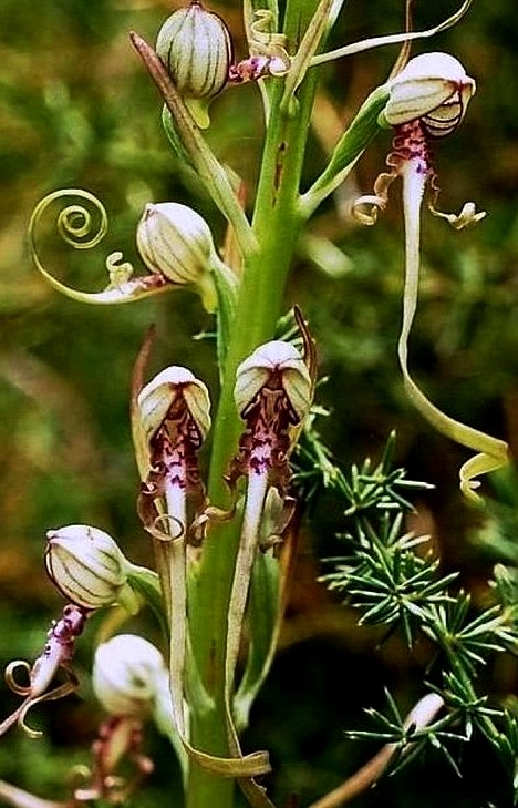 Himantoglossum adriaticum 008 B.jpg