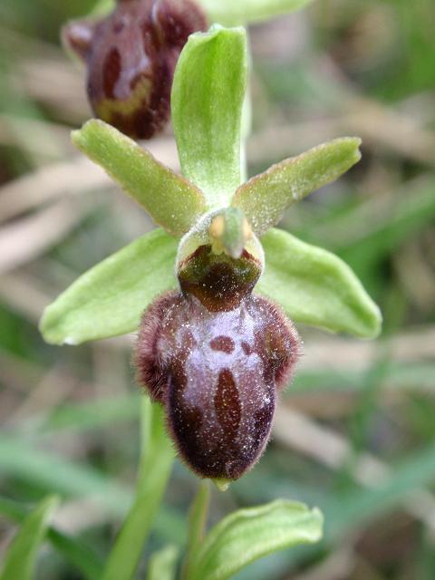 Ophrys ID c.jpg