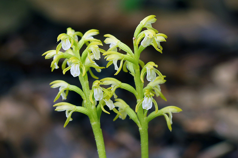 59o-corallorhiza-trifida-XMG_5415.jpg
