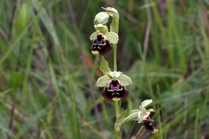 2o-ophrys-holosericea da definire-XMG_5759.jpg