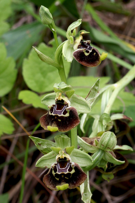 3o-ophrys-holosericea da definire-XMG_5806.jpg