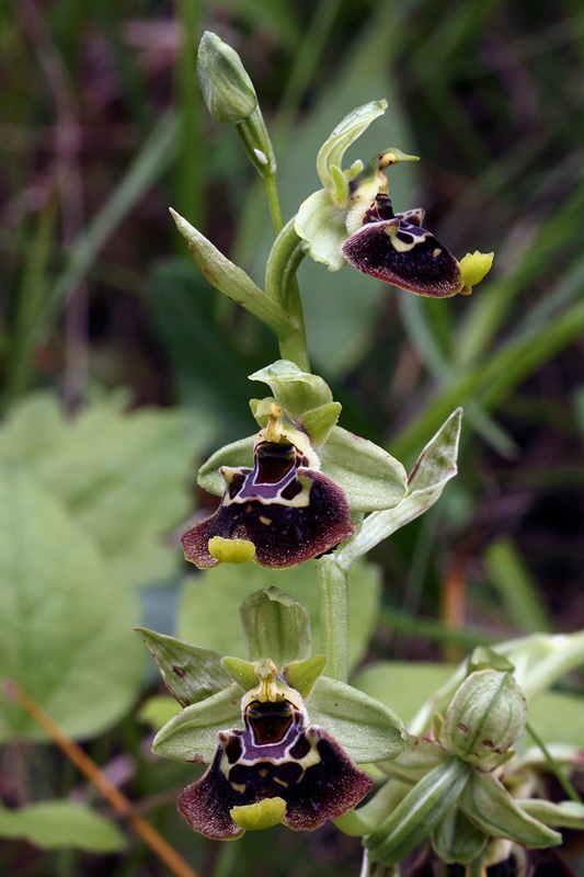 4o-ophrys-holosericea da definire-XMG_5800.jpg